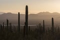 Saguaro National Park Sunset in Arizona Royalty Free Stock Photo