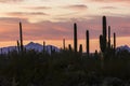 Saguaro National Park Sunset in Arizona Royalty Free Stock Photo