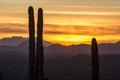 Saguaro National Park Sunset in Arizona Royalty Free Stock Photo