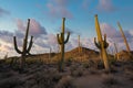 Saguaro National Park sunset near Tuscon Arizona Royalty Free Stock Photo