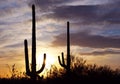 Saguaro National Park Sunset Royalty Free Stock Photo