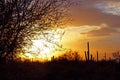 Saguaro National Park Sunset Royalty Free Stock Photo