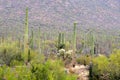 Saguaro National Park, USA