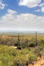 Saguaro National Park, USA Royalty Free Stock Photo