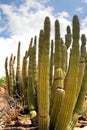 Saguaro National Park, USA Royalty Free Stock Photo