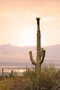 Saguaro National Park, USA Royalty Free Stock Photo