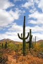 Saguaro National Park, USA Royalty Free Stock Photo