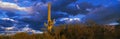 This is Saguaro National Park West. In the center is a Saguaro cactus at sunset. Royalty Free Stock Photo