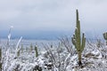 Saguaro National Park winter snow Royalty Free Stock Photo