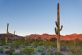 Saguaro NP desert sunset landscape Arizona USA Royalty Free Stock Photo