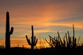 Saguaro, Organ Pipe and Ocotillo cactuses at sunset in Organ Pipe Cactus National Monument, Arizona, USA Royalty Free Stock Photo