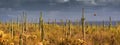 Saguaro panorama Royalty Free Stock Photo