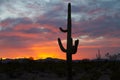 Saguaro setting sun Royalty Free Stock Photo