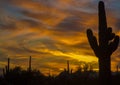Saguaro shadows and vibrant yellow sunset sky of the Southwest Desert Royalty Free Stock Photo
