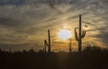 Saguaro shadows and vibrant yellow sunset sky of the Southwest Desert Royalty Free Stock Photo