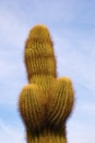 Saguaro in Shape of a Phallus Royalty Free Stock Photo