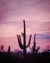 Saguaro silhouette cactus in Sonoran desert, Arizona with purple sky at dusk