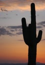 Saguaro Silouette Royalty Free Stock Photo