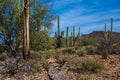 Saguaro Skeleton Royalty Free Stock Photo