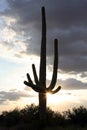 Saguaro with Sun Royalty Free Stock Photo