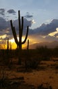 Saguaro Sunset