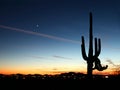 Saguaro Sunset