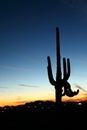 Saguaro Sunset