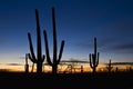 Saguaro sunset with cactus silhouette