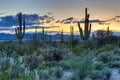 Saguaro Royalty Free Stock Photo