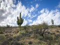 Saguaro tree in a Desert landscape