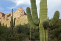 Saguaros Royalty Free Stock Photo