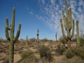 Saguaros Royalty Free Stock Photo