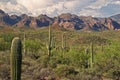 Saguaros Royalty Free Stock Photo