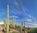 Saguaros