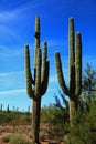 Saguaros in Arizona USA