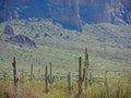 Saguaros at Base Camp Royalty Free Stock Photo