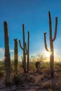 Saguaros cactus at sunset in Sonoran Desert near Phoenix, Arizona.