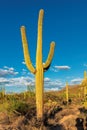Saguaros cactus at sunset in Sonoran Desert near Phoenix, Arizona. Royalty Free Stock Photo