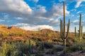 Saguaros cactus at sunset in Sonoran Desert near Phoenix, Arizona. Royalty Free Stock Photo