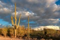 Saguaros cactus at sunset in Sonoran Desert near Phoenix, Arizona.