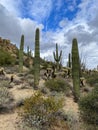 Saguaros and Cholla cactus with mountain background with hazy cloudy sky