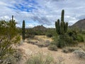 Saguaros and Cholla cactus with mountain background with hazy cloudy sky