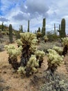 Saguaros and Cholla cactus with mountain background with hazy cloudy sky