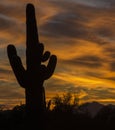 Saguaros in the desert sunset. Cactus has dramatic shadows Royalty Free Stock Photo