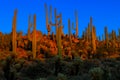 Saguaros at dusk, saguaro national park Royalty Free Stock Photo