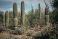 Saguaros in green desert garden