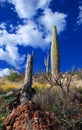 Saguaros in Saguaro National Park Royalty Free Stock Photo