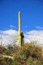 Saguaros in Saguaro National Park Royalty Free Stock Photo