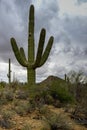 Saguaros at saguaro national park Royalty Free Stock Photo