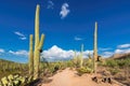 Saguaros at Sunset in Sonoran Desert near Phoenix, Arizona Royalty Free Stock Photo